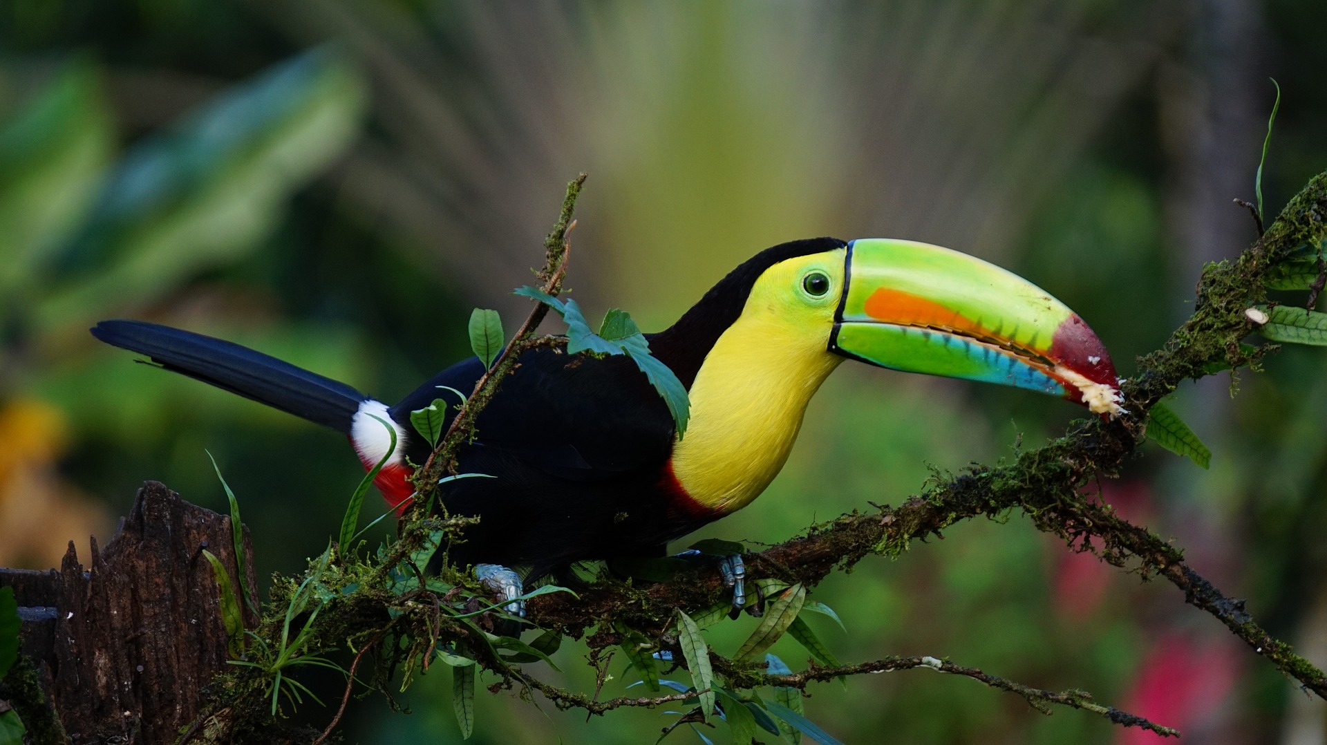 keel billed toucan 1021048 1920