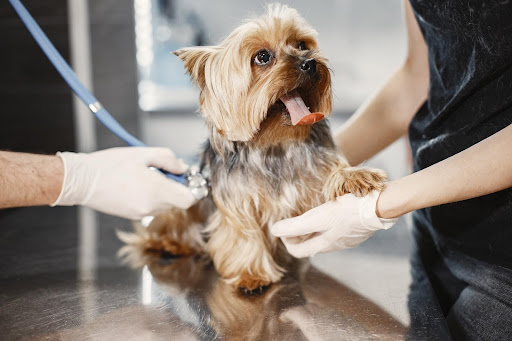A Dog Having a Medical Check Up After Moving to a New Address A Dog Having a Medical Check Up After Moving to a New Address