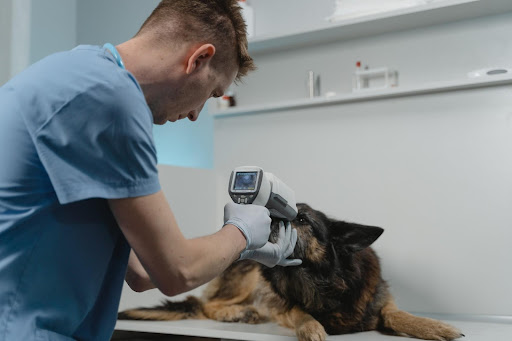 A New Vet Checking Dog Eyes Using a Medical Equipment