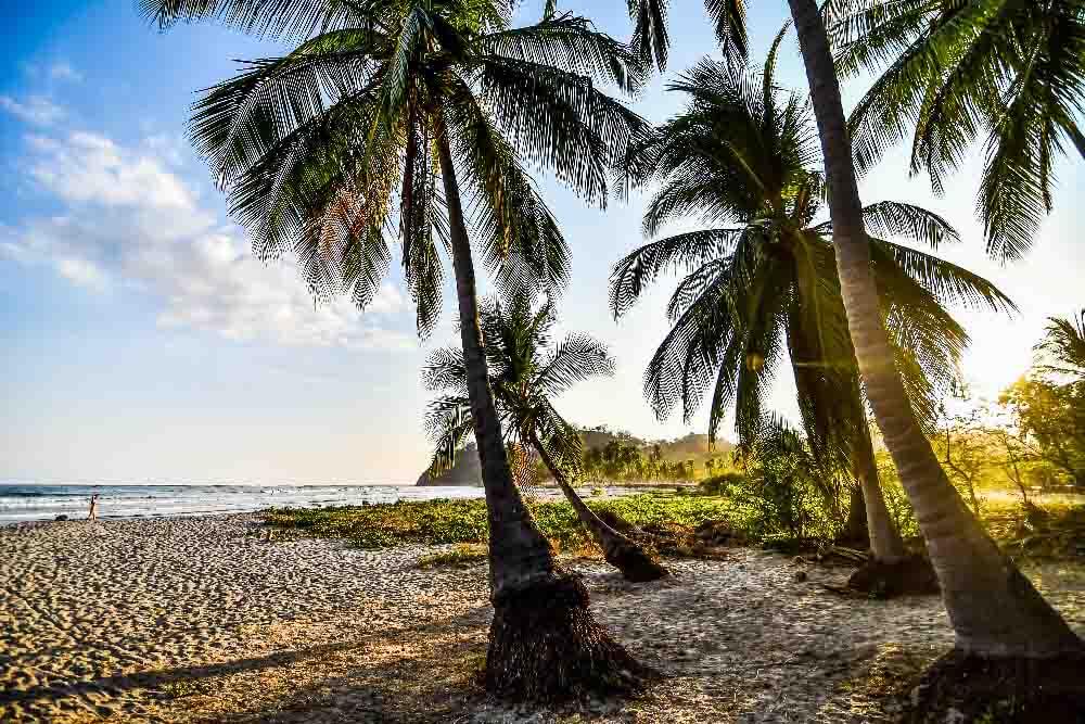 palm tree on the beach in samara nicoya costa rica central america, tropical beaches