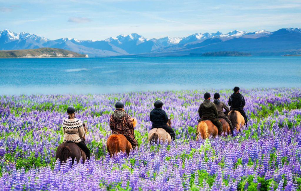 Travelers ride horses in lupine flower field, overlooking the beautiful landscape of Lake Tekapo in New Zealand. Lupins hit full bloom in December to January which is the summer of New Zealand.