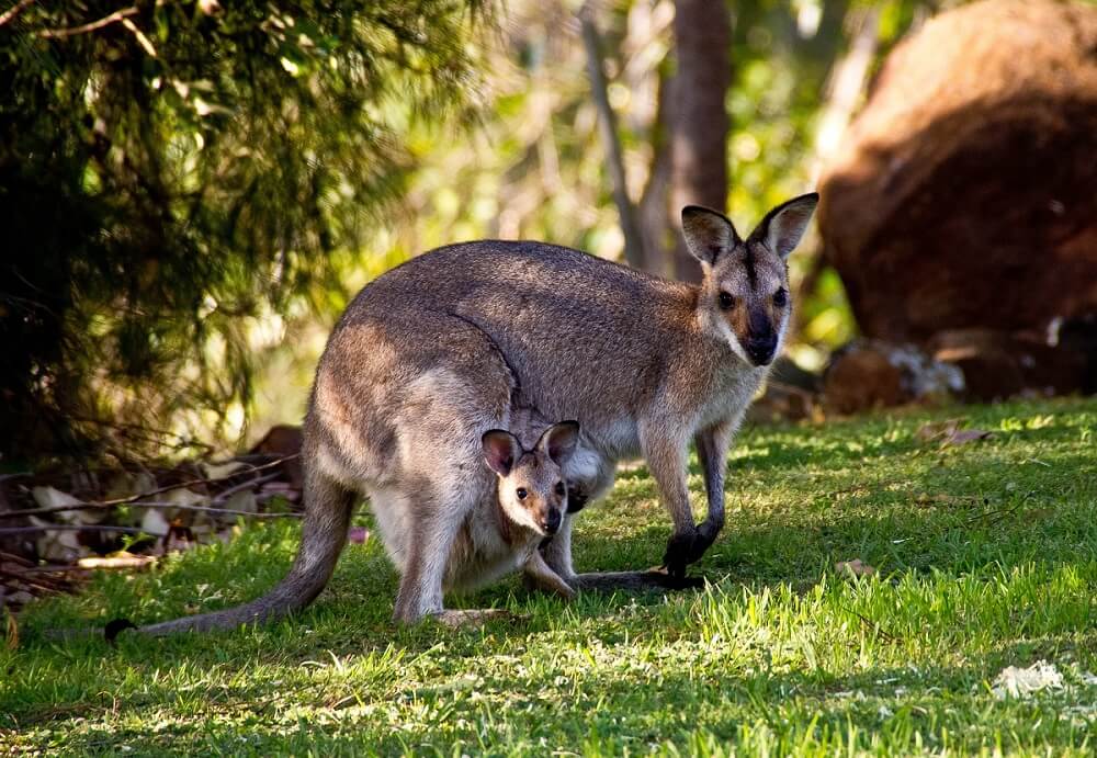 Kangaroos in Australia